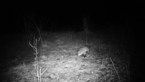 Fox, Vulpes vulpes, поиск пищи в зимнюю ночь FullHD видео — стоковое видео