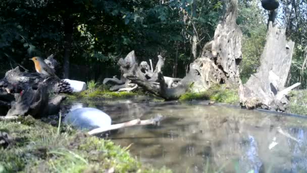 Europeu Robin, Erithacus Rubecula ou Robin Redbreast, decolam perto da piscina de água — Vídeo de Stock