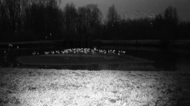 Białe ptaki, Western Cattle Egret Bubulcus ibis, start w zimową noc — Wideo stockowe