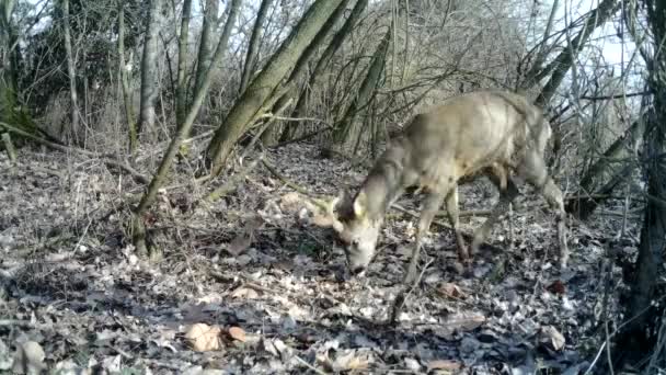 Caprioli, o Roebuck Capreolus Capreolus, in un bosco in una giornata invernale soleggiata — Video Stock