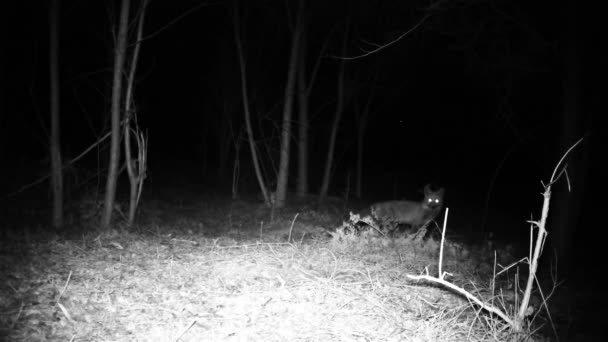 Fox, Vulpes vulpes, tittar på kameran i en skog i natten FullHD video — Stockvideo