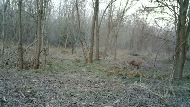 Fox, Vulpes vulpes, caminha em uma floresta na luz do dia Full HD vídeo — Vídeo de Stock