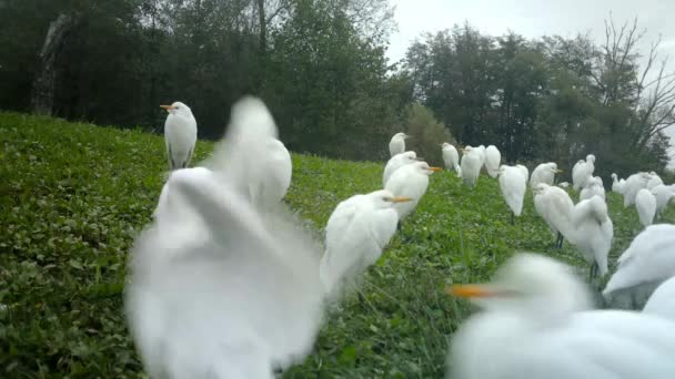 Skupina bílých vodních ptáků, západní dobytek Egret, péče o jejich Plumage — Stock video