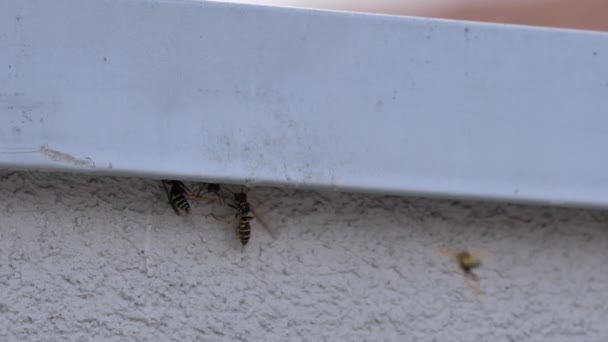 Гнездо бумажной осы, Полистес Галликус, убит спреем инсектицида в медленном движении — стоковое видео