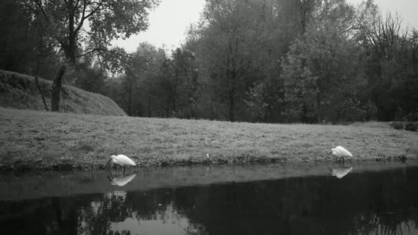 水の鳥のカップル、西部の牛の挨拶- Bubulcus Ibis, in a Lake by Night — ストック動画