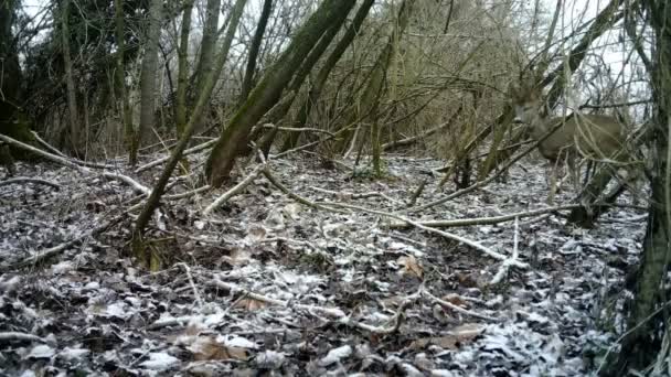 Roe deer, of Roebuck - Capreolus Capreolus, mannetje met hoorns in een bos — Stockvideo