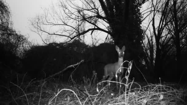 Roe deer, sau Roebuck - Capreolus Capreolus, vedere de aproape într-un lemn în noaptea de iarnă — Videoclip de stoc