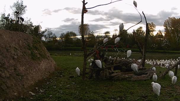 White Heron nebo Western Cattle Egret, Bubulcus Ibis. 1080p FullHD Video — Stock video