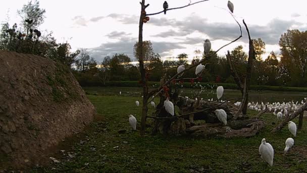 Rebanho de Egret, Bubulcus Ibis ou Garça Branca. 1080p FullHD de vídeo — Vídeo de Stock