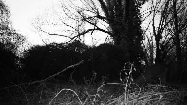 Homme de chevreuil, ou Roebuck - Capreolus Capreolus, avec cornes scène dans un bois — Video