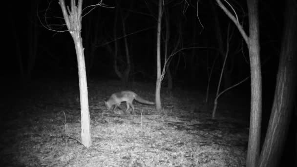 Volpe, Vulpes vulpes, odori in una foresta in cerca di cibo nella notte HD video — Video Stock