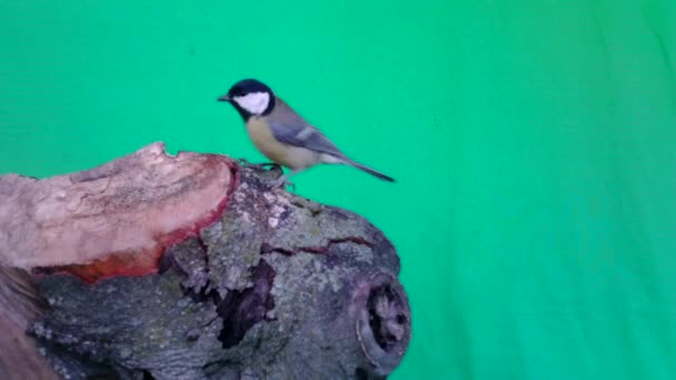 Pájaro Pequeño Gran Paja, Parus major, en Pantalla Verde o Chromakey — Vídeo de stock