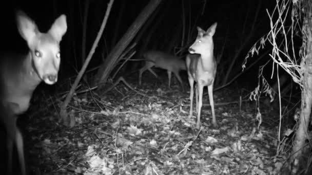 Mladý jelen Roe, nebo Roebuck - Capreolus Capreolus, v lese v zimní noci — Stock video