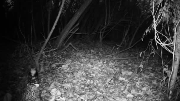 Vanlig fasan, Phasianus Colchicus, går i en skog på vintern natt — Stockvideo