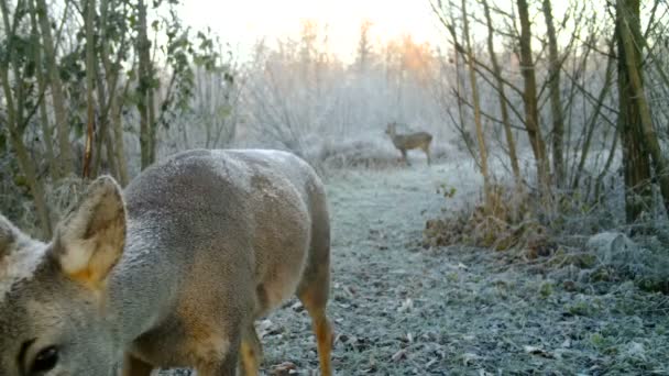 Vue rapprochée d'un chevreuil, Capreolus capreolus, dans un bois par une journée d'hiver — Video