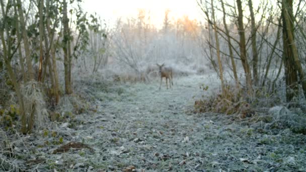 Cervo-de-roe, Capreolus capreolus, em uma floresta em um dia de inverno caminhe até a câmera — Vídeo de Stock