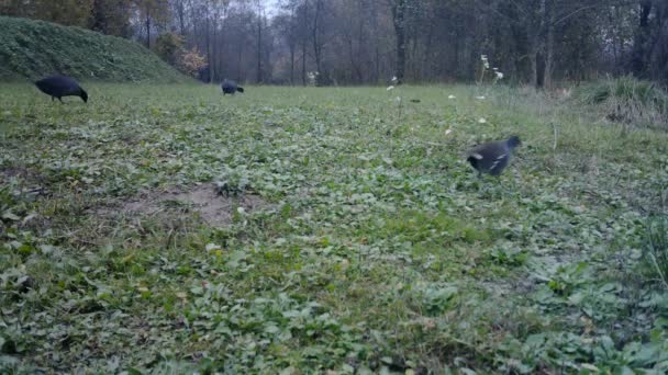 Group of Common Moorhen or Waterhen Swamp Chicken Graze in a Green Grass Meado — 비디오