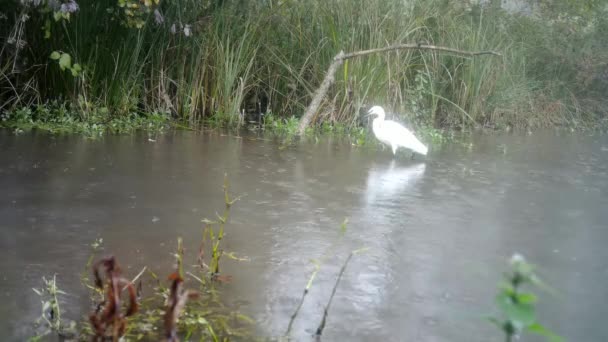 Pássaro Branco, Egret de Gado Ocidental - Bubulcus Ibis, em uma lagoa em um dia chuvoso — Vídeo de Stock