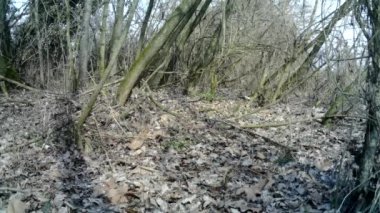 Sülün dişisi, Phasianus Colchicus, kışın ormandaki otları yer.