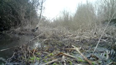 Ortak Sülün, Phasianus Colchicus, kış sabahı çimenlerde yürür.