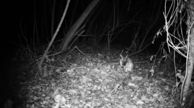 Hare, Lepus Europaeus, patisini yalar ve soğuk bir kış gecesinde ormanda yürür.
