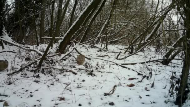 Hembra de Faisán, Phasianus Colchicus, come la hierba en la madera urbana en invierno — Vídeo de stock