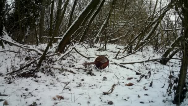 Vrouw van fazant, Phasianus Colchicus, eet het gras in stedelijk hout in de winter — Stockvideo