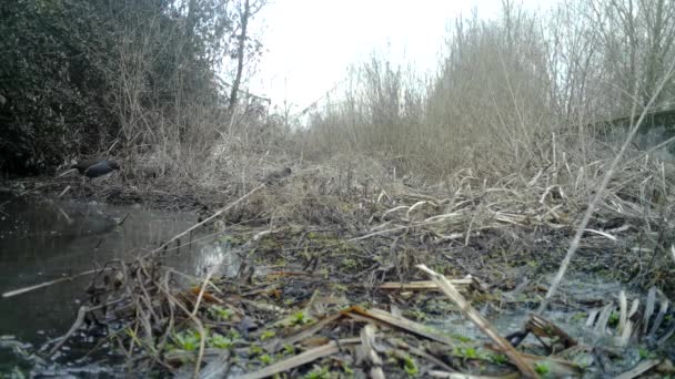 Pollo paludoso, Gallinula chloropus, gallina d'acqua, gallinella di palude, Fauna selvatica in FullHD — Video Stock