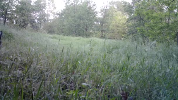 Belleza Liebre Europea, Lepus Europaeus, en la noche en una hierba — Vídeos de Stock