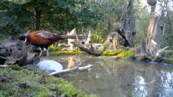 山鸡的雌性山鸡，冬季在城市的树林里吃草 — 图库视频影像