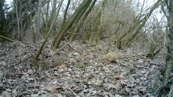 Hembra de Faisán, Phasianus Colchicus, come la hierba en la madera urbana en invierno — Vídeos de Stock