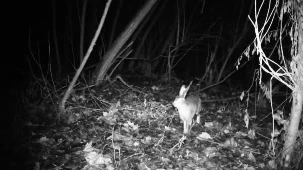Hare, Lepus Europaeus, egy erdőben sétál egy hideg téli éjszakán — Stock videók