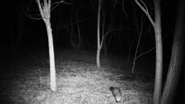 Marten, Martes foina, terwelu di pohon di malam hari. Video HD Penuh. — Stok Video