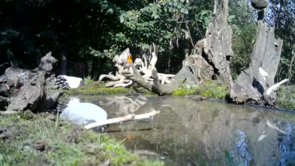 Europese Robin, Erithacus Rubecula of Robin Redbreast, eet bij een plas water — Stockvideo