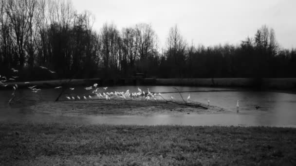 冬夜白鸟，西牛白鹅白鹅白鹅 — 图库视频影像