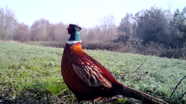 Bażant zwyczajny, Phasianus Colchicus, Ptak kolorowy na trawie zimą — Wideo stockowe