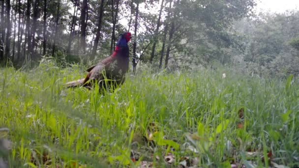山鸡的雌性山鸡，冬季在城市的树林里吃草 — 图库视频影像