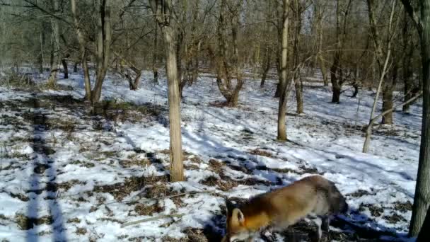 Zorro, Vulpes vulpes, huele el groud en un bosque con nieve a plena luz del día FullHD — Vídeo de stock