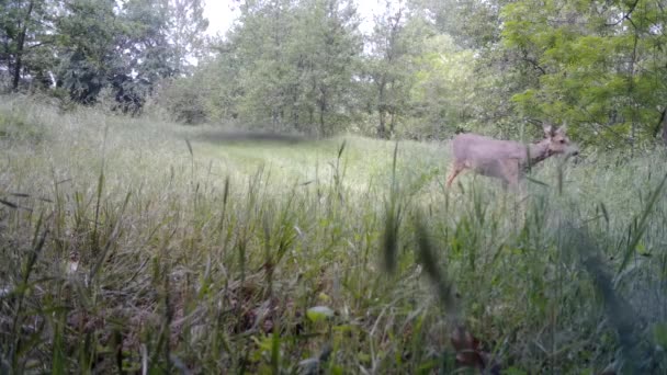 Roe Deer, Roebuck, Capreolus Capreolus,走在由木头围成的草地上 — 图库视频影像