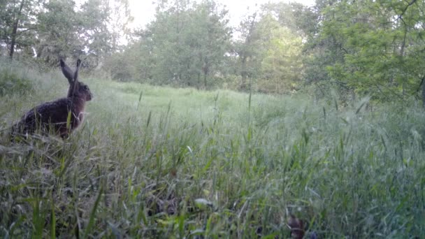 Belleza Liebre Europea, Lepus Europaeus, en la noche en una hierba — Vídeo de stock