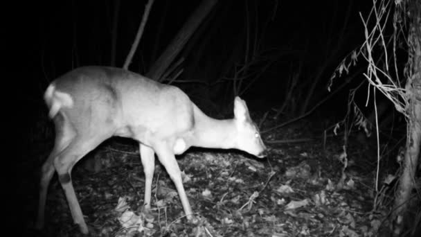 Young Roe deer, or Roebuck - Capreolus Capreolus, in a wood in winter night — Stock Video