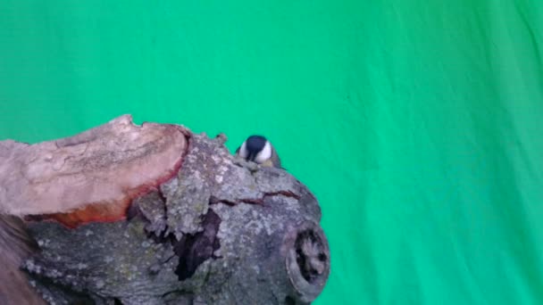 Small Bird Great Tit, Parus major, in Green Screen or Chromakey — Stock Video