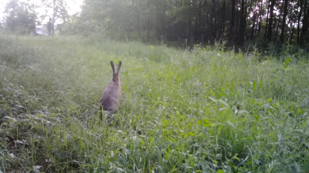 Dos liebres europeas, Lepus Europaeus, en una hierba en la noche — Vídeo de stock