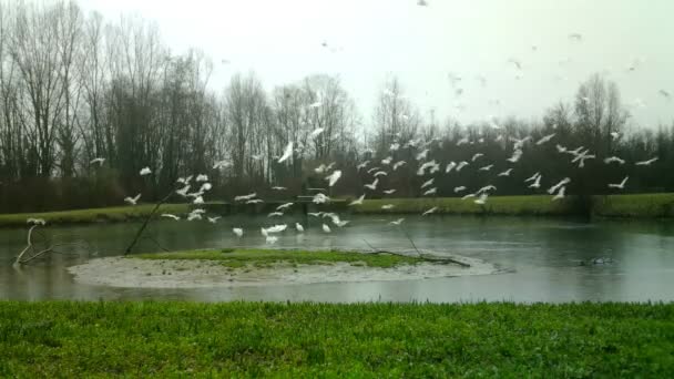 Garceta bovina occidental Aves blancas, Bubulcus ibis, aterriza en una mañana de invierno — Vídeos de Stock