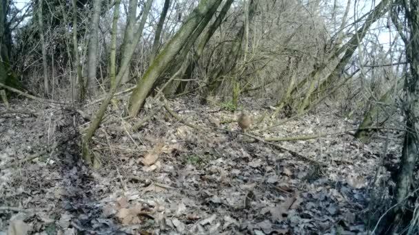 Hembra de Faisán, Phasianus Colchicus, come la hierba en la madera urbana en invierno — Vídeo de stock