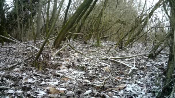 Ciervo, o Roebuck - Capreolus Capreolus, en un bosque en el día de invierno durante el espectáculo — Vídeos de Stock