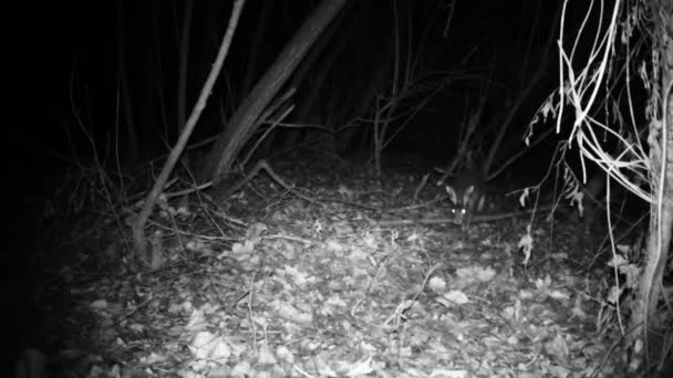 Hare, Lepus Europaeus, sétál és szaglászik az erdőben egy hideg téli éjszakán — Stock videók