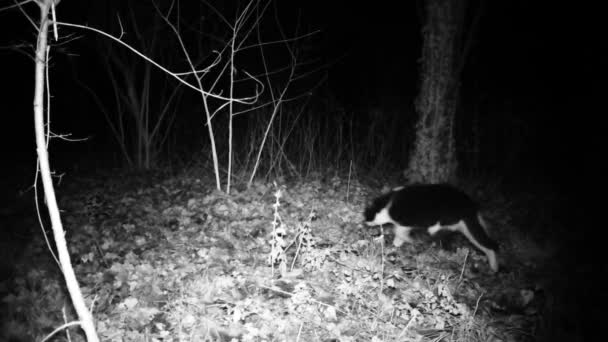 猫在黑夜的黑暗的树林里散步.高清高清1080p domesti.. — 图库视频影像