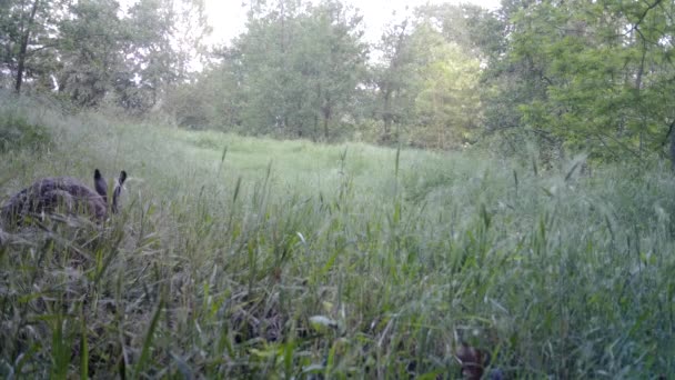 Schoonheid Europese haas, Lepus Europaeus, in de nacht in een gras — Stockvideo