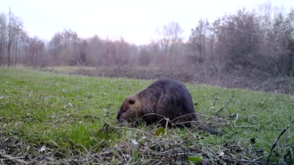 Coypu, Myocastor Coypus nebo Nutria, jí trávu v zimním dni. Divoká příroda. — Stock video